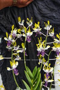 Dendrobium Shining Batu