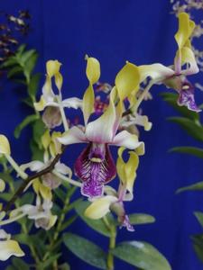 Dendrobium Shining Batu