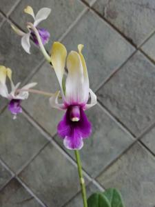 Dendrobium Shining Batu