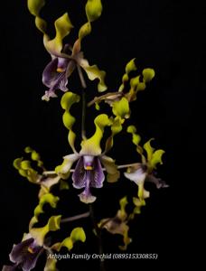 Dendrobium Shining Batu