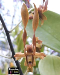 Dendrobium Mpu Gandring