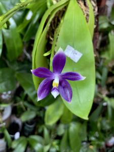 Phalaenopsis Lioulin Blue Jenny