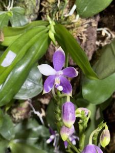 Phalaenopsis Lioulin Blue Jenny