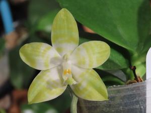 Phalaenopsis Lioulin L Amber