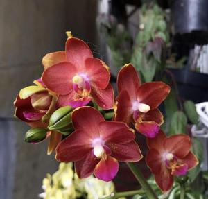 Phalaenopsis Yushan Cumdate