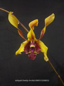 Dendrobium In Iswarini