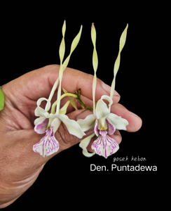 Dendrobium Puntadewa