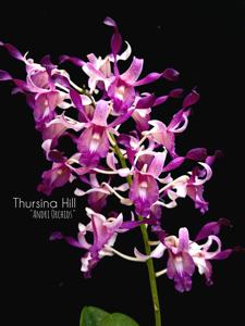Dendrobium Thursina Hill