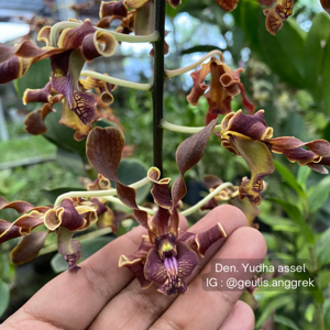 Dendrobium Yudha Assel