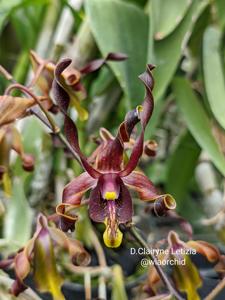 Dendrobium Clairyne Letizia