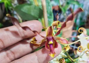 Dendrobium Clairyne Letizia