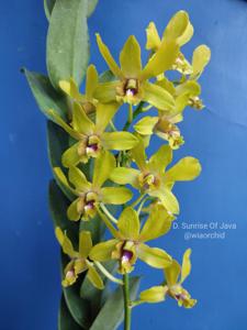 Dendrobium Sunrise of Java