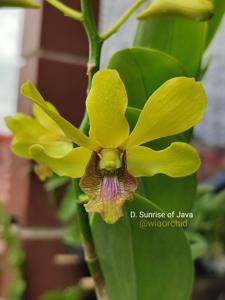 Dendrobium Sunrise of Java