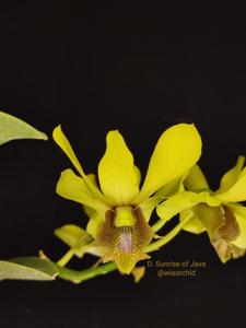 Dendrobium Sunrise of Java