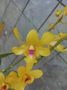 Dendrobium Sunrise of Java