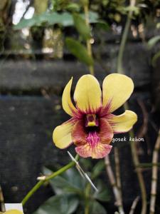 Dendrobium Sunrise of Java