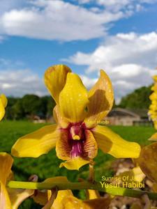 Dendrobium Sunrise of Java