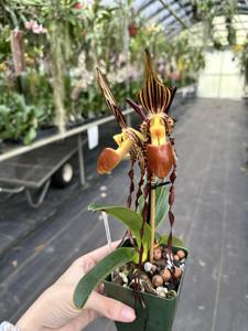 Paphiopedilum QF Kamakani