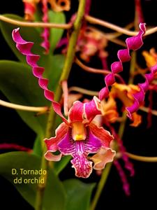 Dendrobium Tornado