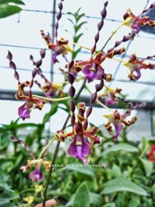 Dendrobium Tornado
