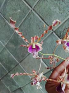 Dendrobium Tornado