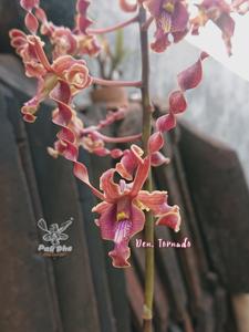 Dendrobium Tornado