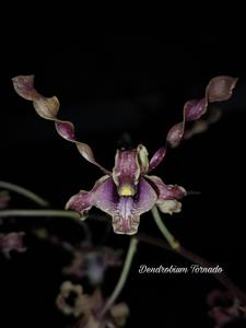 Dendrobium Tornado