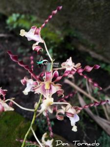 Dendrobium Tornado