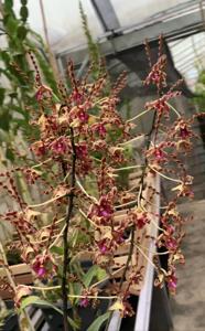 Dendrobium Tornado