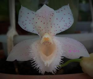 <i>Clowesetum</i> Princess Micou