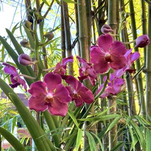 Papilionanda Doctor Kristine Teoh