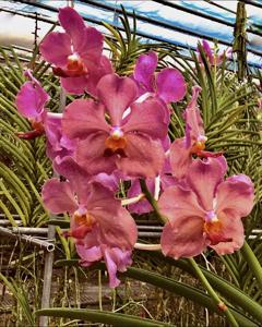 Papilionanda Doctor Kristine Teoh