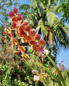 Papilionanda Doctor Kristine Teoh