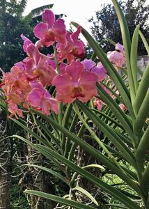 Papilionanda Doctor Kristine Teoh