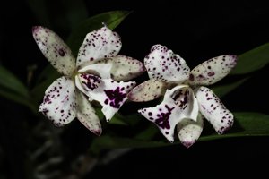 Cattleya Jairak Cosmos