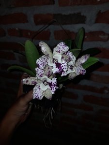 Cattleya Jairak Cosmos