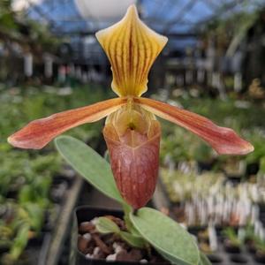 Paphiopedilum Eency Weency