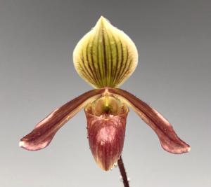 Paphiopedilum Eency Weency