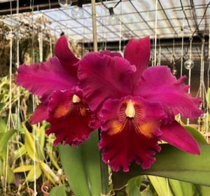 Rhyncholaeliocattleya La Guaria