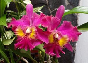 Rhyncholaeliocattleya La Guaria