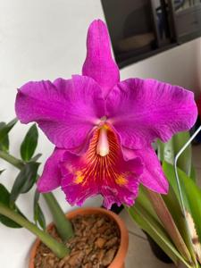 Rhyncholaeliocattleya La Guaria