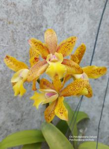 Cattlianthe Petcharatana Deluxe