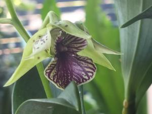 Dendrobium Happy Children