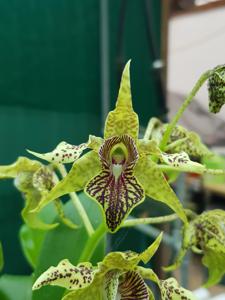 Dendrobium Aussie's Bewitched