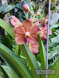 Vanda Redland Chocolate