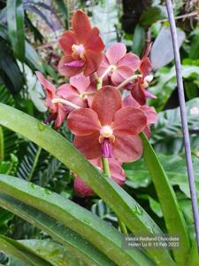 Vanda Redland Chocolate