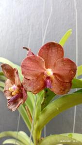 Vanda Redland Chocolate