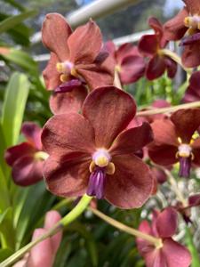 Vanda Redland Chocolate