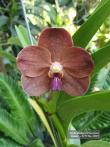 Vanda Redland Chocolate