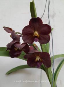 Vanda Redland Chocolate